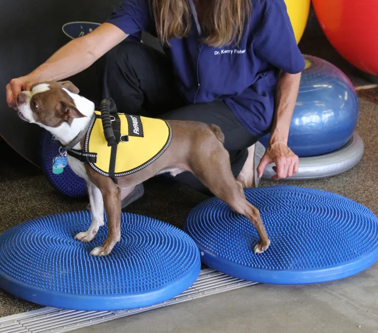 FitPAWS Balance Disc tasapainotyyny koiralle, pinkki