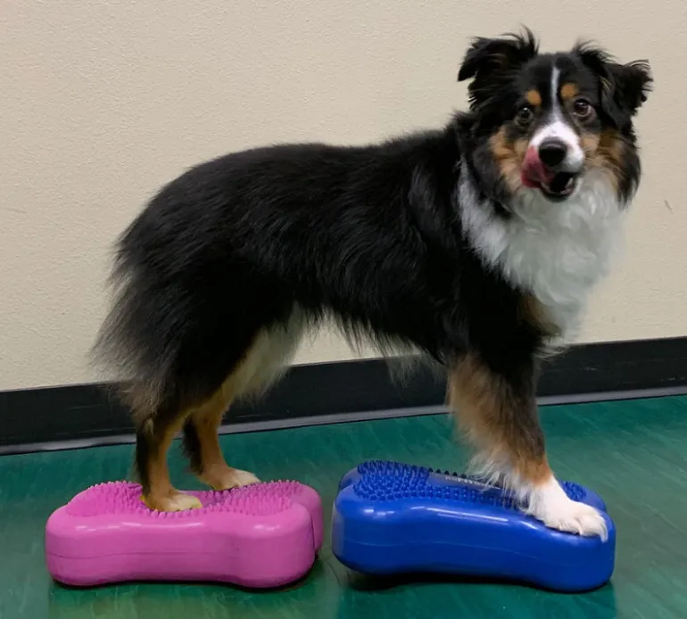 FitPAWS Mini K9FITbones koiran tasapainoalusta 2 kpl, sininen