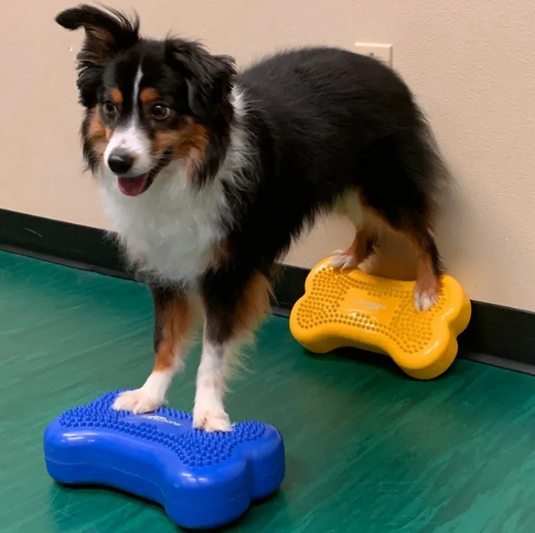 FitPAWS Mini K9FITbones koiran tasapainoalusta 2 kpl, mango