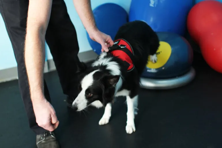 FitPAWS Targets kosketusalusta