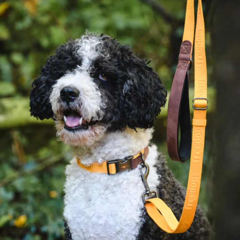 Freedog Linum Leash säädettävä koiran talutushihna, keltainen