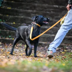 Freedog Linum Leash säädettävä koiran talutushihna, keltainen