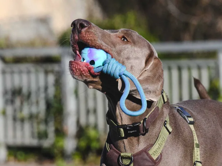 Freedog Popka pallo vetolelu