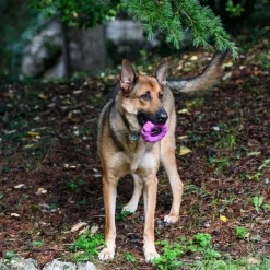 Freedog Rubber Snack aktivointilelu rengas, violetti