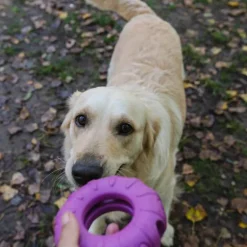 Freedog Rubber Snack aktivointilelu rengas, violetti