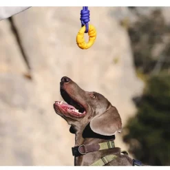 Freedog Zygo rengas vetolelu