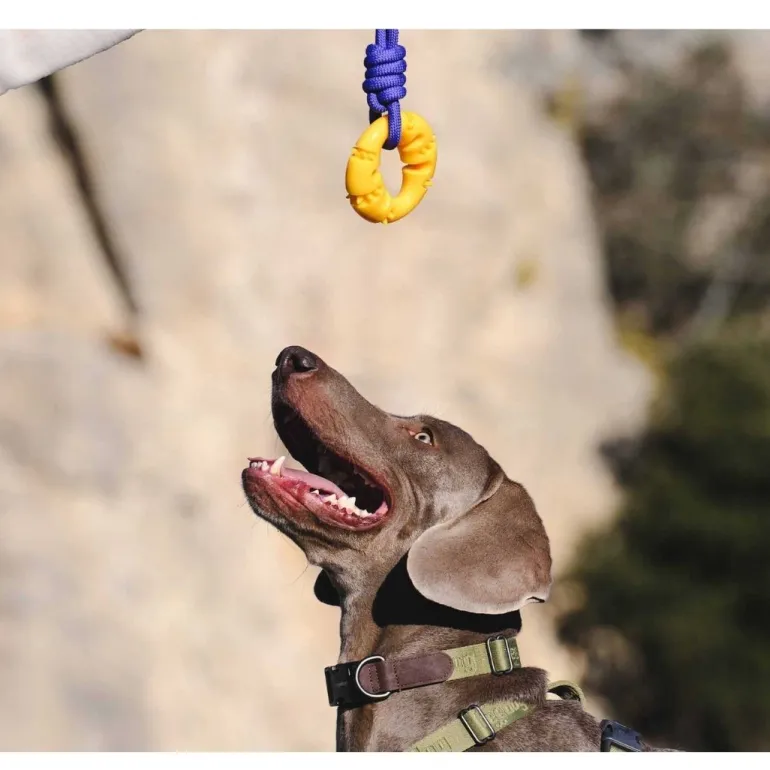 Freedog Zygo rengas vetolelu