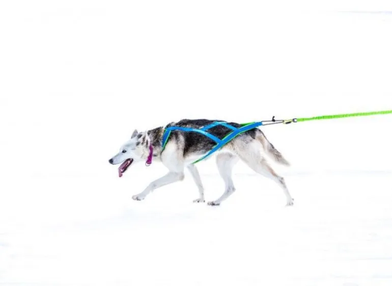 Inlandsis Polar Quest koiran vetovaljaat, pinkki-musta