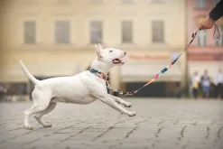 KETTU Puolikiristävä koiran kaulapanta, yksisarvinen