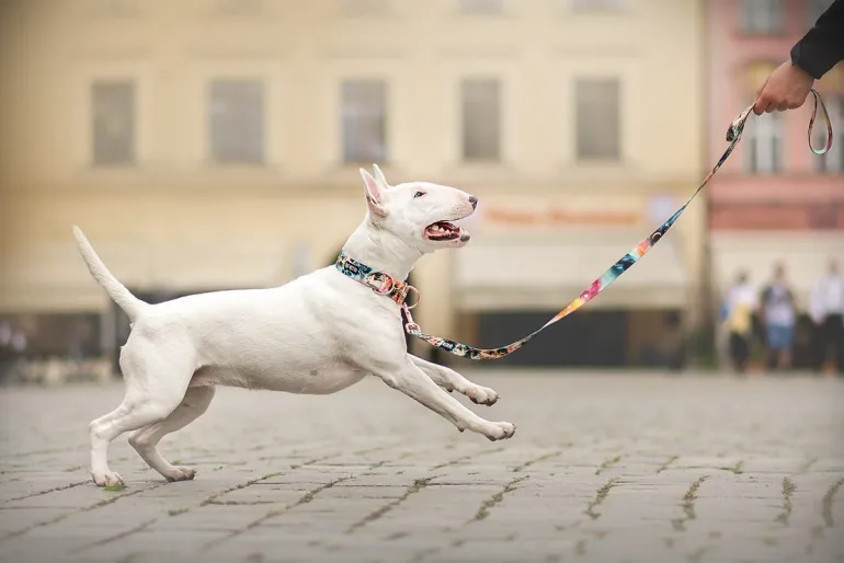 KETTU Puolikiristävä koiran kaulapanta, yksisarvinen