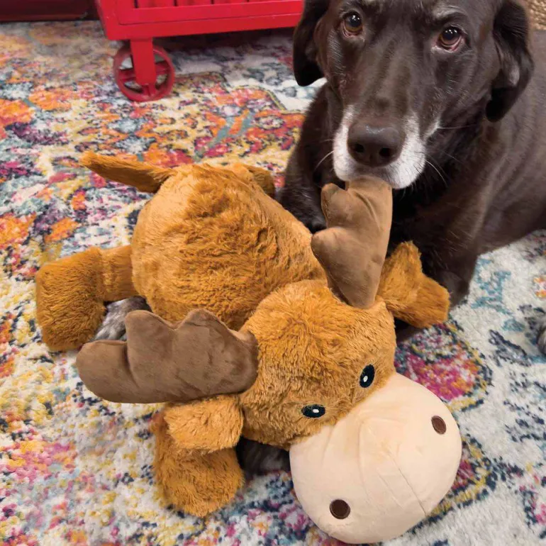 KONG Cozie Marvin Moose XL Jumbo iso koiran pehmolelu vingulla