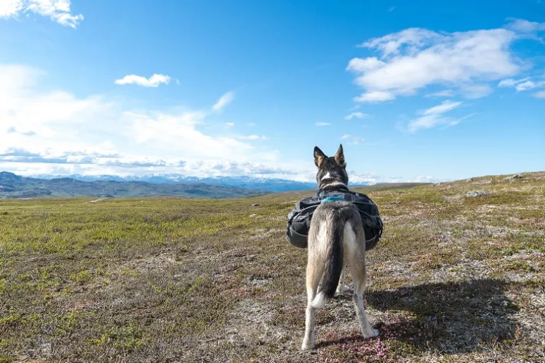 Non-stop dogwear Amundsen koiran reppu