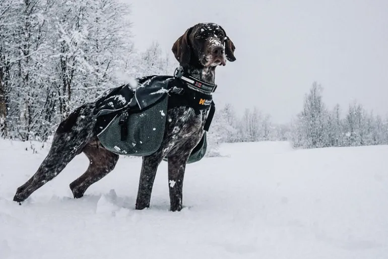 Non-stop dogwear Amundsen koiran reppu
