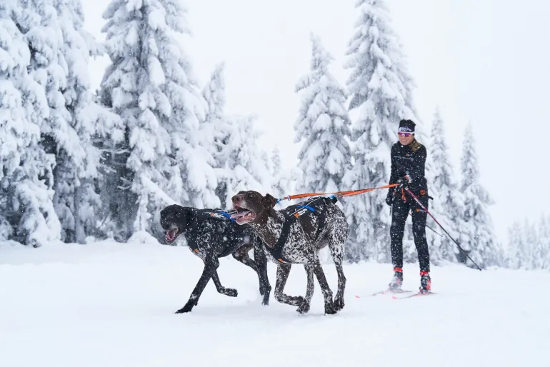 Non-stop dogwear Bungee Leash Double joustotalutin kahdelle koiralle