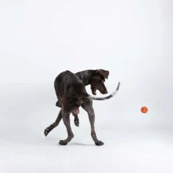 Non-stop dogwear Dog Ball koiran pallo