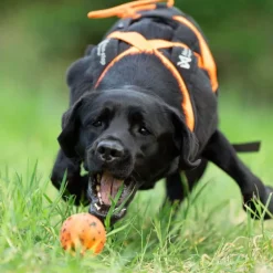 Non-stop dogwear Dog Ball koiran pallo