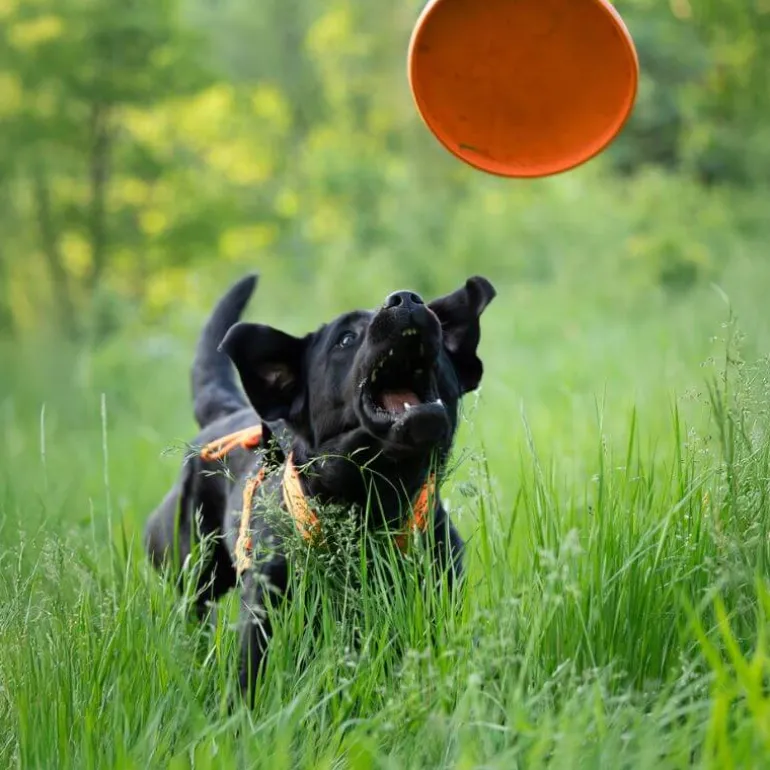 Non-stop dogwear Dog flying disc frisbee, oranssi
