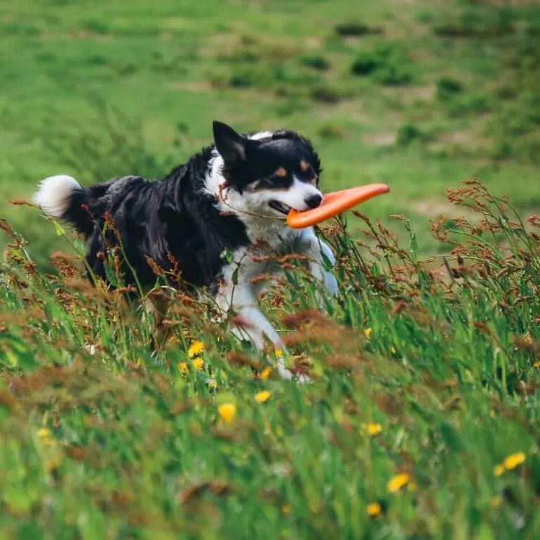 Non-stop dogwear Dog flying disc frisbee, oranssi