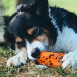 Non-stop dogwear Dog throw toy heittolelu, musta-oranssi