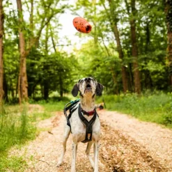 Non-stop dogwear Dog throw toy heittolelu, musta-oranssi