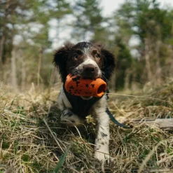 Non-stop dogwear Dog throw toy heittolelu, musta-oranssi