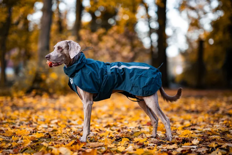 Non-stop dogwear Fjord lined raincoat koiran sadetakki, dark teal
