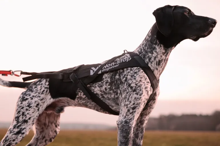 Non-stop dogwear Freemotion harness pro vetovaljas