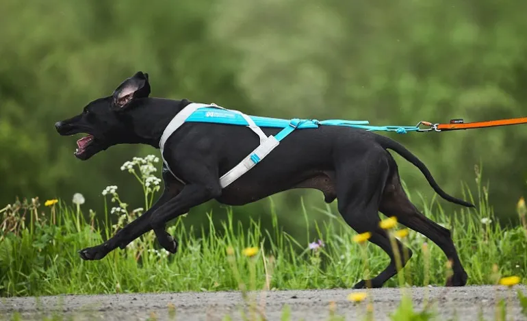 Non-stop dogwear Freemotion 5.0 vetovaljas, teal