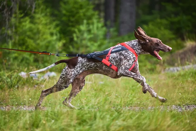 Non-stop dogwear Freemotion 5.0 vetovaljas, pinkki