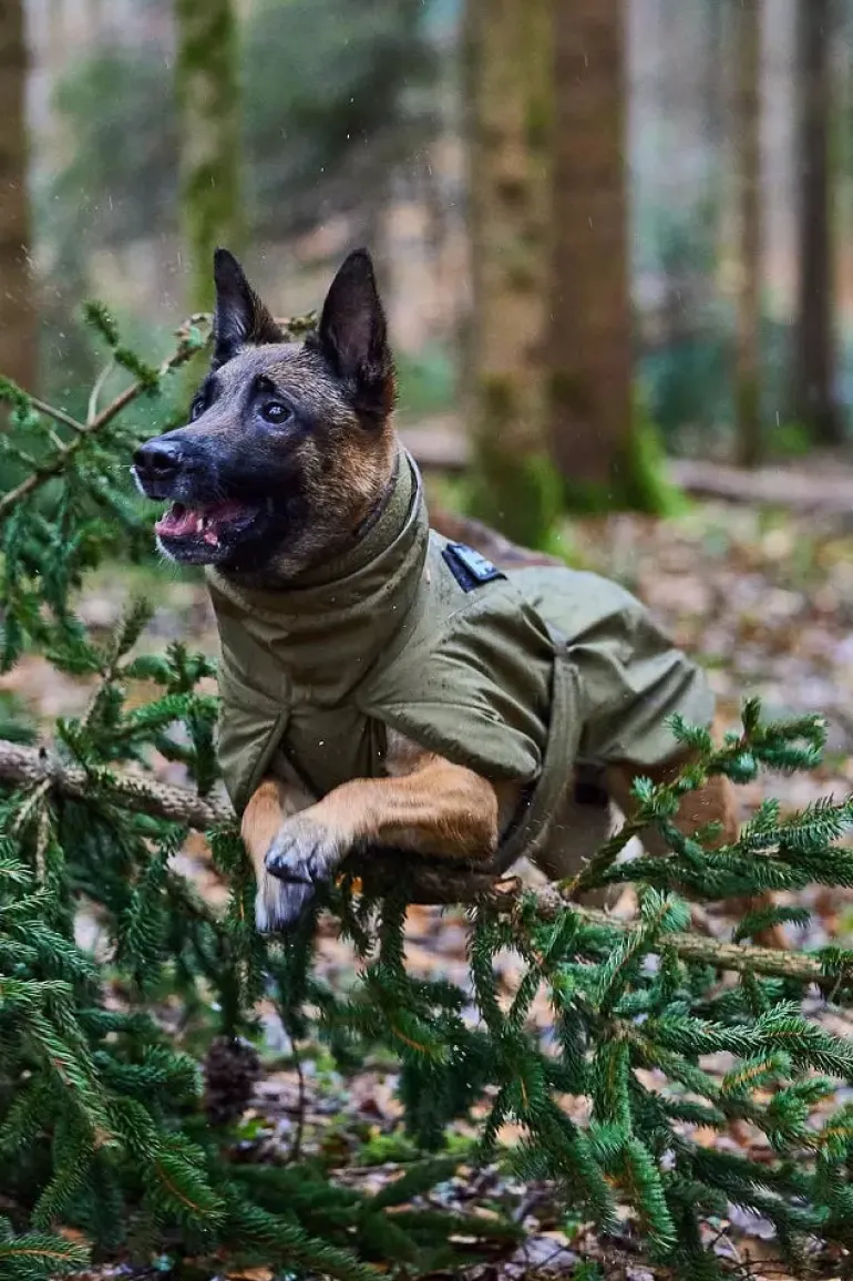 Non-stop dogwear Glacier WD koiran takki