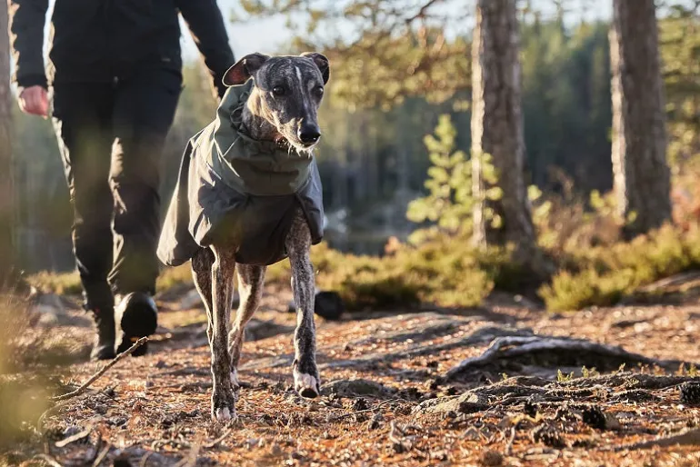 Non-stop dogwear Glacier Wool 2.0 koiran takki, vihreä