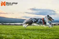 Non-stop dogwear Line Harness 5.0 koiran valjaat, oranssi