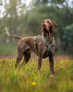 Non-stop dogwear Line harness Grip Defense koiran valjaat, vihreä