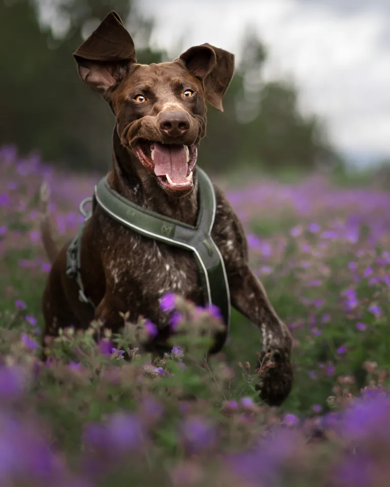 Non-stop dogwear Line harness Grip Defense koiran valjaat, vihreä