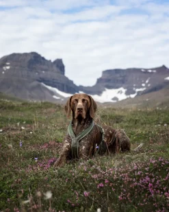 Non-stop dogwear Line harness Grip Defense koiran valjaat, vihreä