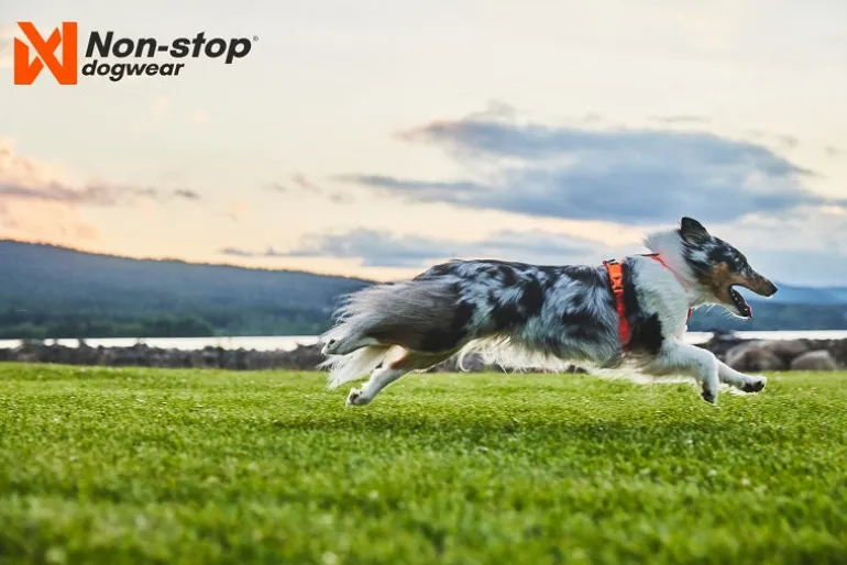 Non-stop dogwear Line Harness 5.0 koiran valjaat, musta