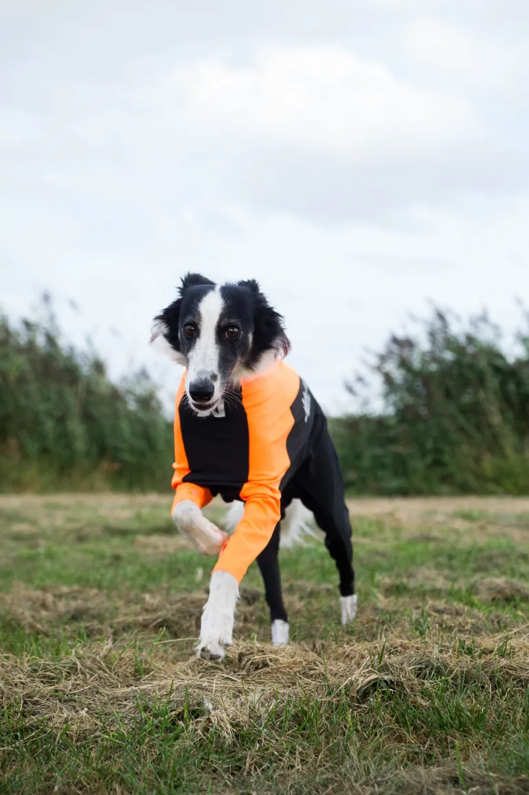 Non-stop dogwear Protector dog suit koiran haalari, nartuille
