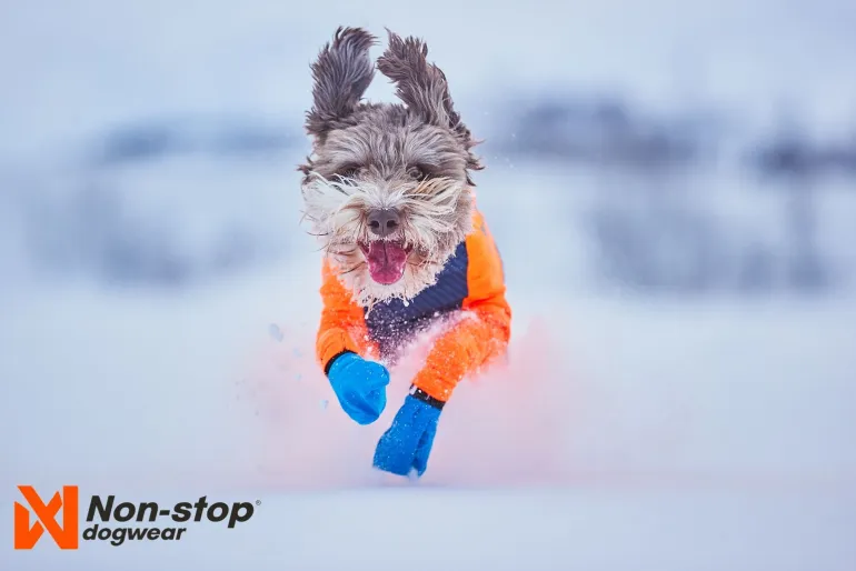 Non-stop dogwear Protector snow koiran haalari, nartuille