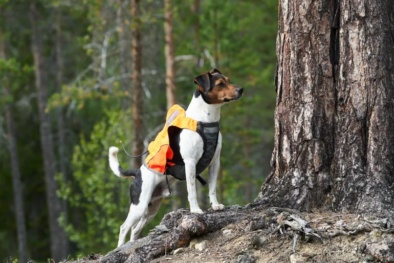 Non-stop dogwear Protector vest GPS 2.0 koiran GPS huomioliivi