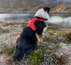 Non-stop dogwear Ramble koiran valjaat, harmaa-pinkki