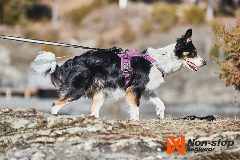 Non-stop dogwear Ramble koiran valjaat, vihreä