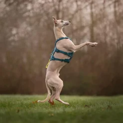 Non-stop dogwear Ramble long koiran valjaat, petrooli