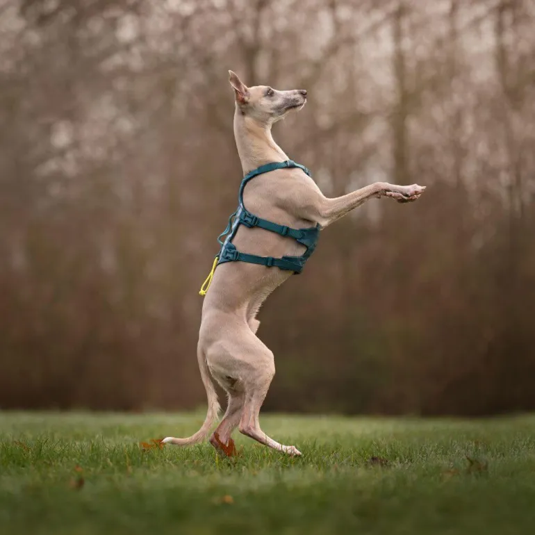 Non-stop dogwear Ramble long koiran valjaat, petrooli