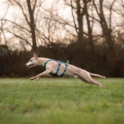 Non-stop dogwear Ramble long koiran valjaat, petrooli