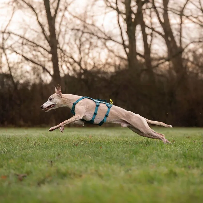 Non-stop dogwear Ramble long koiran valjaat, petrooli