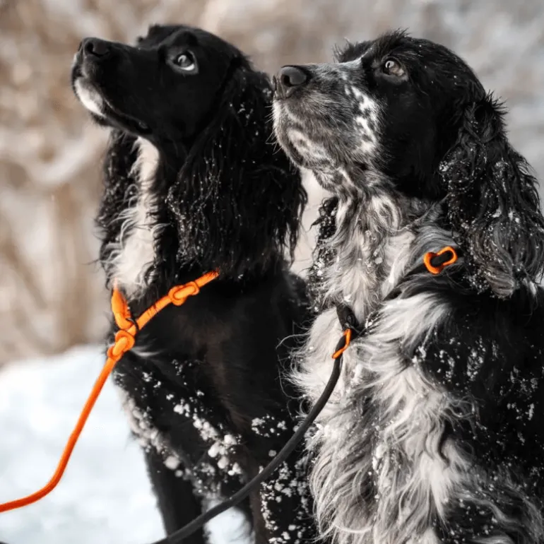 Non-stop dogwear Retriever leash noutajatalutin, oranssi