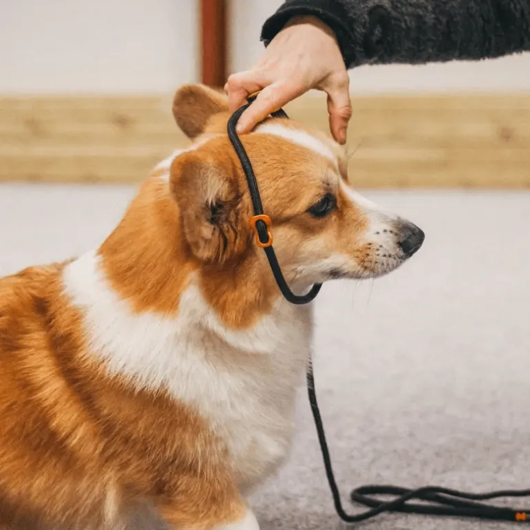 Non-stop dogwear Retriever leash noutajatalutin, musta