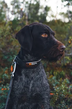 Non-stop dogwear Rock Adjustable Collar, koiran panta