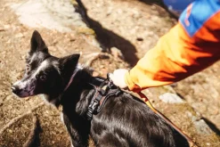 Non-stop dogwear Rock Harness koiran valjaat