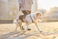 Non-stop dogwear Rock Harness Long Koiran valjaat